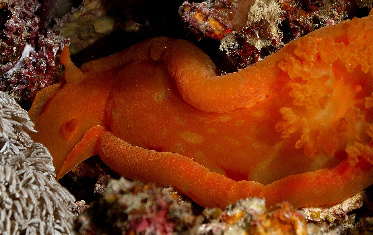 Raja Ampat 2016 - Hexabranchus sanguineus - Spanish Dancer - Danseuse Espagnole - IMG_5469_rc.jpg